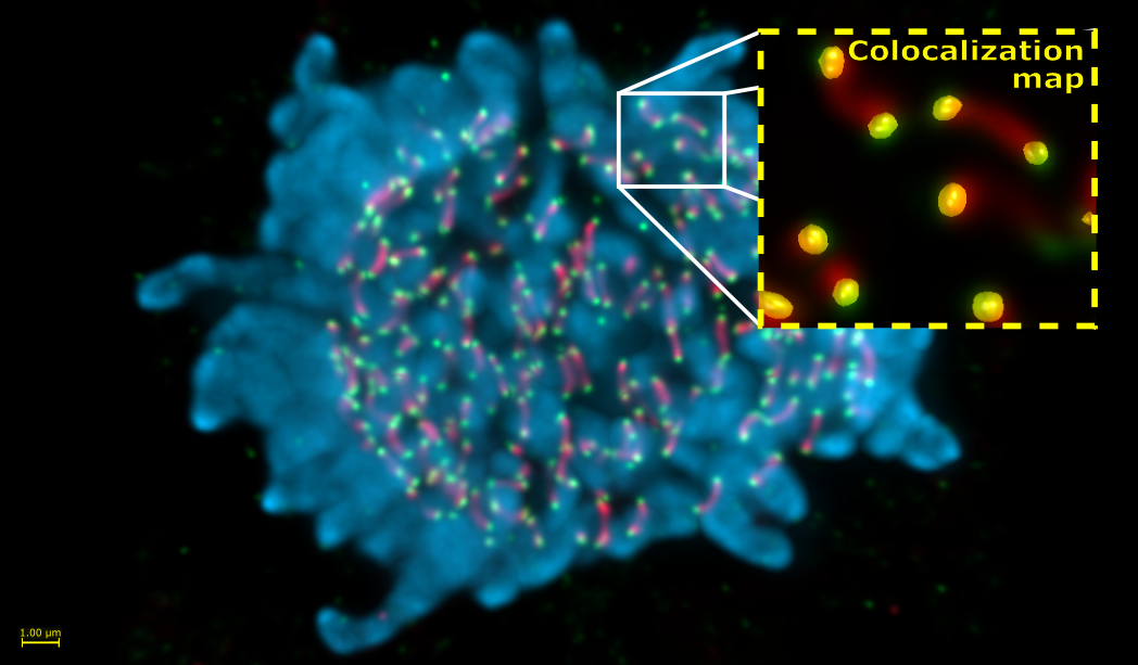 共定位分析示例